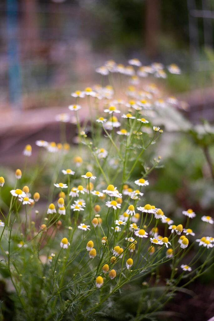 Chamomile growing in a garden.