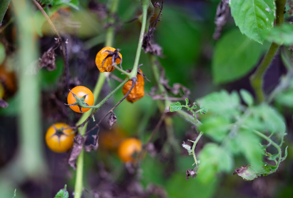 Cherry tomatoes dying on the vine.