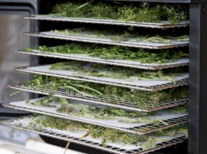 Dehydrator filled with trays of herbs.