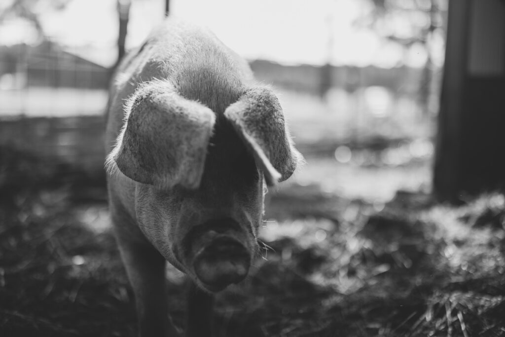 Black and white photo of a pig.