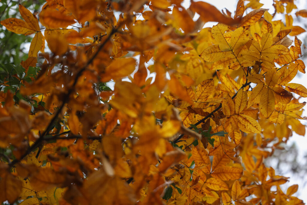 Up close photo of fall leaves on a tree.