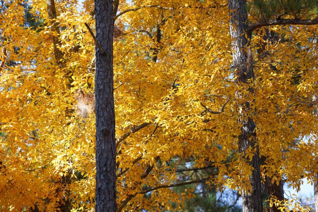 Fall colored trees.