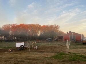 Fog covered morning just before sunrise on a farm.