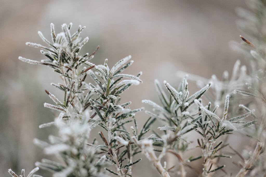 Frozen rosemary.