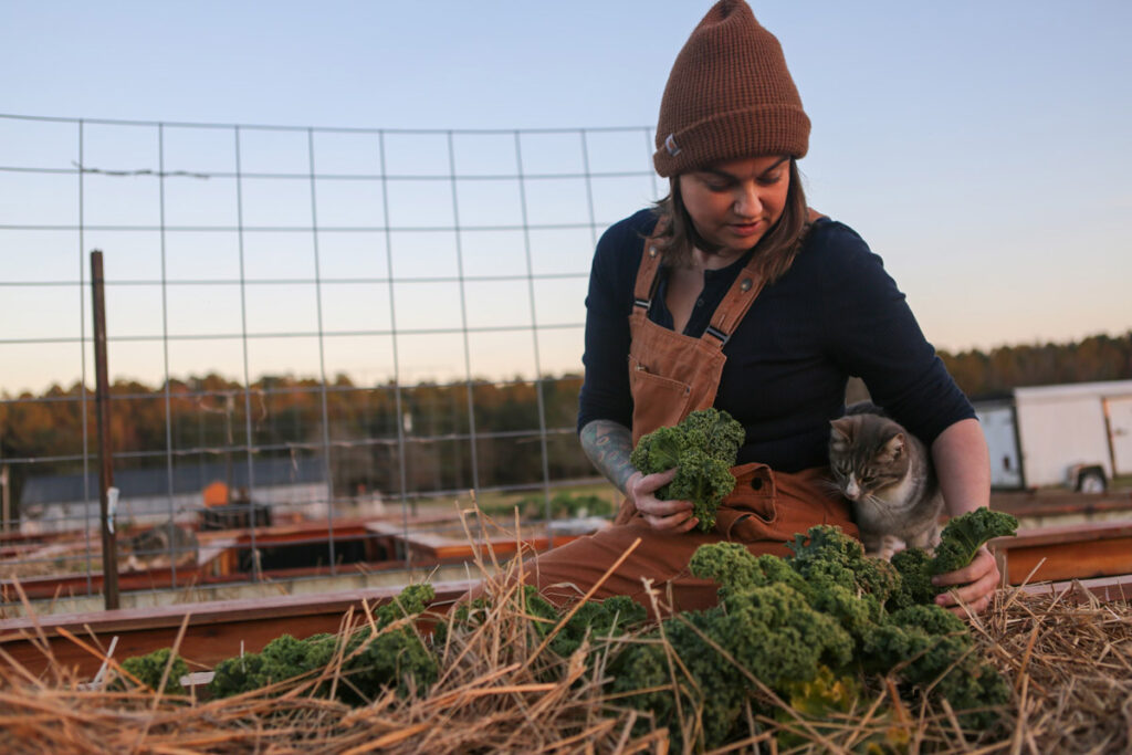 A woman harvesting kale from a raised garden bed.