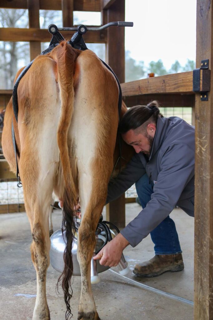 A man milking a cow with a milking machine.