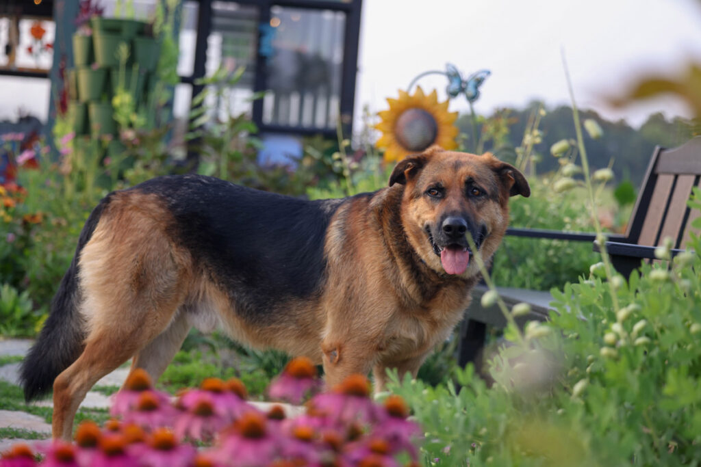 A dog in the cottage garden.