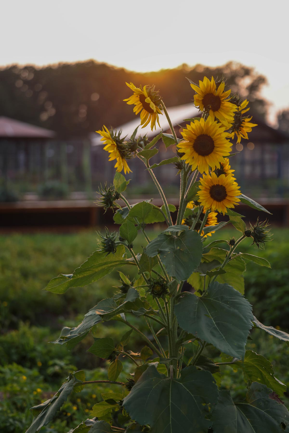 Fall July Fall Vegetable Garden (What to Plant in July or August) - Roots and Refuge