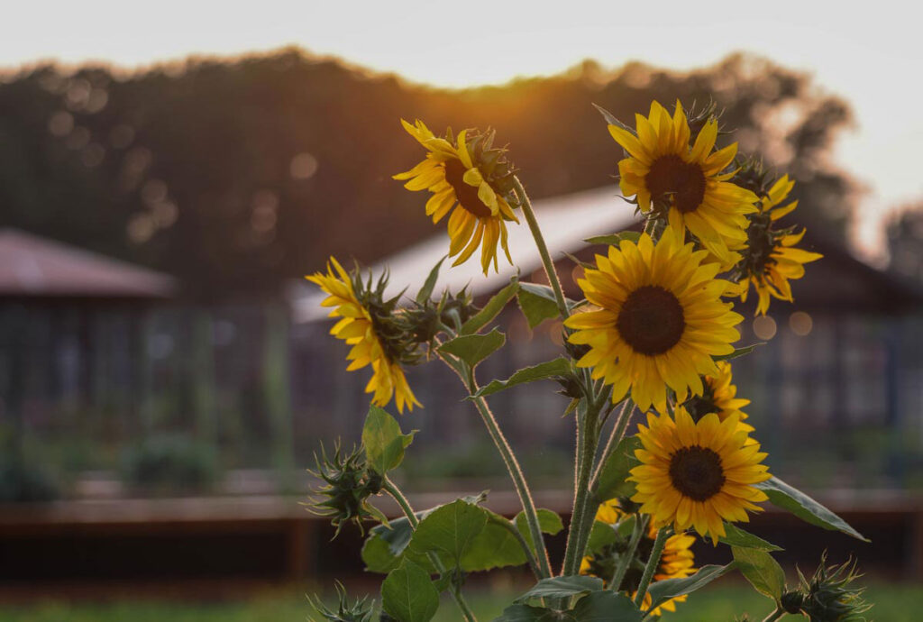 Sunflowers growing in the garden.