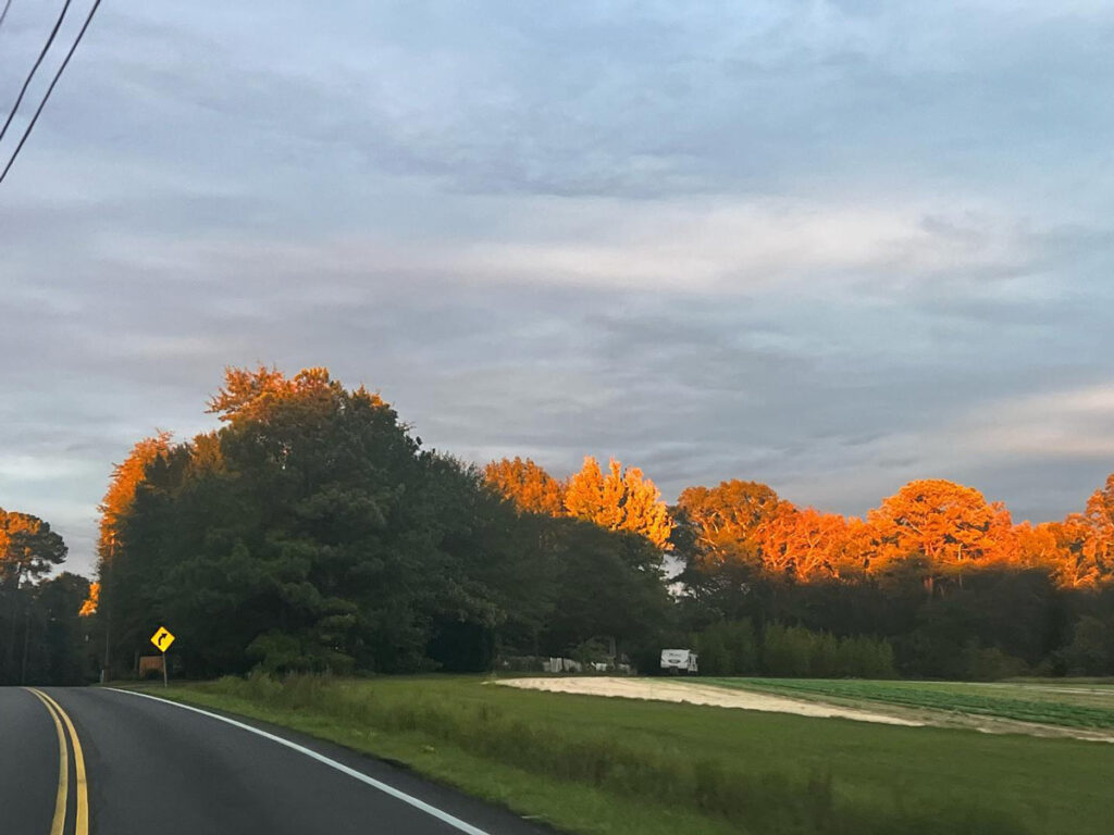 Sunlight hitting tree tops.